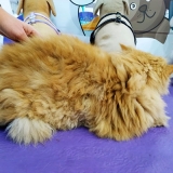 banho em gato persa