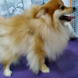 banhos e tosas em cães Nossa Senhora do Ó