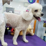 especialista em tosa em cachorro pelo curto lauzane