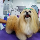 especialista em tosa para shih tzu vila palmeiras