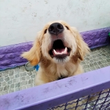 hotéis de cachorro diária av direitos humanos