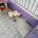 Hotel para Cachorro de Pequeno Porte