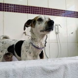 onde encontrar banho e tosa em cães vila santista