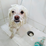 onde encontro banho e tosa de cachorro rua zilda