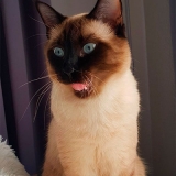 onde encontro banho em gato siames Parada Inglesa