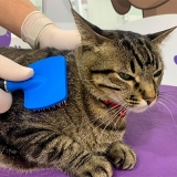 onde tem banho a seco em gatos vila diva