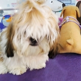 onde tem pet shop com banho e tosa limão