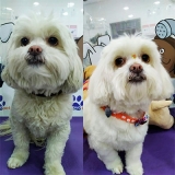pet shop banho e tosa lausane