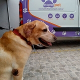 pet shop com leva e traz chora menino