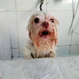 pet shop de cachorro com banho e tosa Vila Nova Cachoeirinha