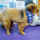 pet shop de cachorros filhotes mais próximo Pompéia