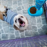 preço de hotel para cachorro de pequeno porte Parque Anhembi
