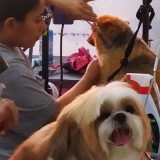 profissional em tosa em cachorro com tesoura Pompéia