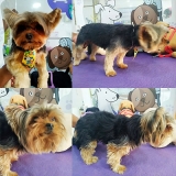 tosa de cachorro yorkshire preço avenida casa verde