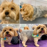 tosa de cachorro yorkshire av direitos humanos