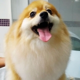 tosa em cachorro peludo preço ultramarino