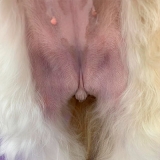 tosa higienica em cachorro valor peruche