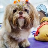 tosa para shih tzu Nossa Senhora do Ó