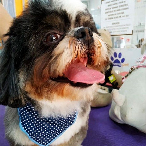 Tosa de Cachorro Lhasa Valor Barra Funda - Tosa para Shih Tzu