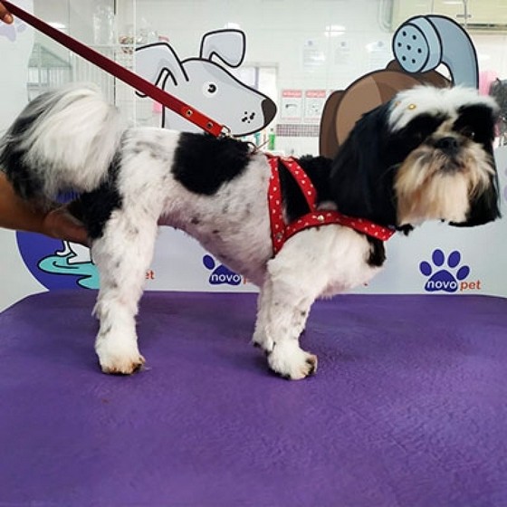 Tosa de Cachorro Lhasa Perdizes - Tosa em Cachorro pelo Curto