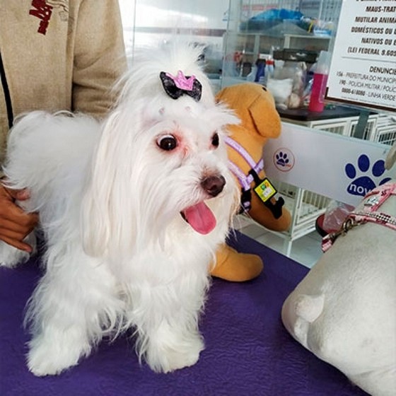 Tosa de Cachorro Maltês Imirin - Tosa para Shih Tzu