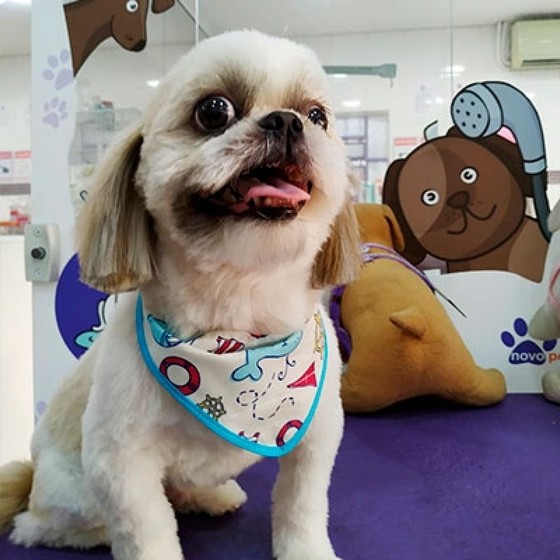 Tosa de Cachorro Preço Lausane Paulista - Tosa para Shih Tzu