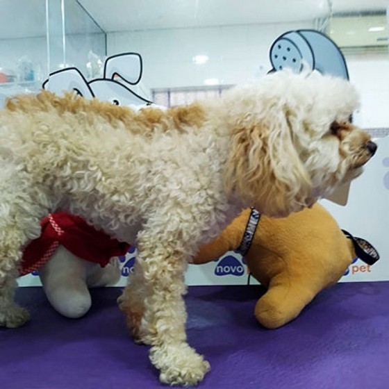 Tosa de Poodle Bonilhia - Tosa em Cachorro pelo Curto