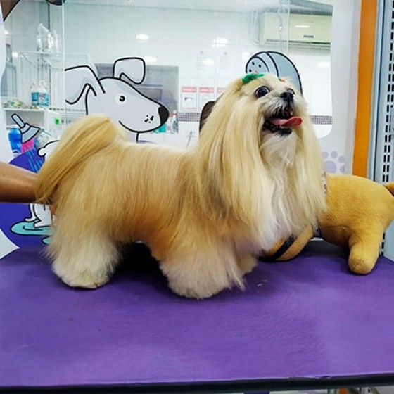 Tosa em Cachorro com Tesoura Valor Lausane - Tosa Puppy Tosa em Cachorro com Tesoura Valor Lausane - Tosa Puppy