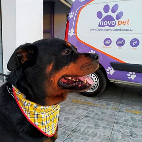 Tosa em Cachorro pelo Curto Ultramarino - Tosa de Cachorro