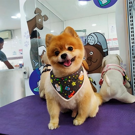 Tosa em Puppy Vila Diva - Tosa de Cachorro Lhasa