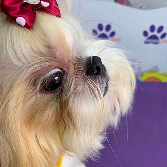 Tosa Higienica em Cachorro Preço Chora Menino - Tosa para Shih Tzu