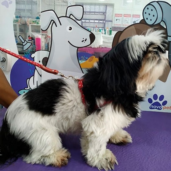 Tosa para Cachorro Lhasa Parada Inglesa - Tosa em Cachorro pelo Curto