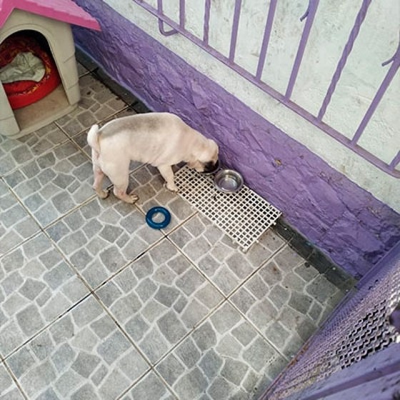 Valor de Hotel de Cachorro Vila Santista - Hotel para Cachorro