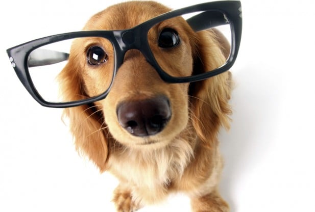 cachorro-oculos-missao-e-visao